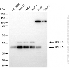 KD-Validated UCHL5 Rabbit mAb (20 μl)