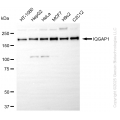 KD-Validated IQGAP1 Rabbit mAb (20 μl)