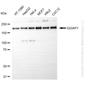 KD-Validated IQGAP1 Rabbit mAb (20 μl)