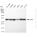 KD-Validated SSR1 Rabbit mAb (20 μl)