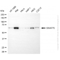 KD-Validated SWAP70 Mouse mAb (20 μl)