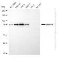 KD-Validated SMYD4 Mouse mAb (20 μl)