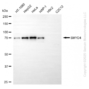 KD-Validated SMYD4 Mouse mAb (20 μl)
