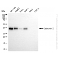KD-Validated CTSZ Rabbit mAb (20 μl)