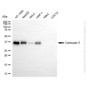 KD-Validated CTSZ Rabbit mAb (20 μl)
