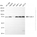 KD-Validated CUL5 Rabbit mAb (20 μl)