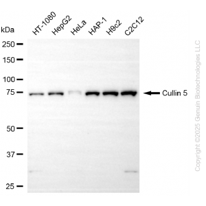 KD-Validated CUL5 Rabbit mAb (20 μl)
