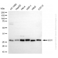 KD-Validated ECI1 Rabbit mAb (20 μl)