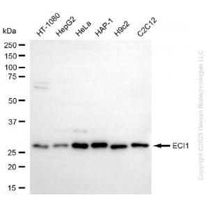 KD-Validated ECI1 Rabbit mAb (20 μl)