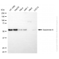 KD-Validated GSDME Rabbit mAb (20 μl)