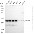KD-Validated FAM98B Rabbit mAb (20 μl)