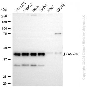 KD-Validated FAM98B Rabbit mAb (20 μl)