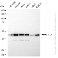 KD-Validated FNTA Rabbit mAb (20 μl)