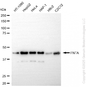 KD-Validated FNTA Rabbit mAb (20 μl)