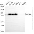KD-Validated KCTD3 Rabbit mAb (20 μl)