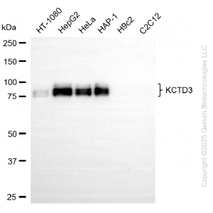 KD-Validated KCTD3 Rabbit mAb (20 μl)