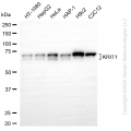 KD-Validated KRIT1 Rabbit mAb (20 μl)