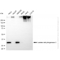 KD-Validated LDHC Rabbit mAb (20 μl)