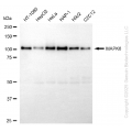 KD-Validated MAPK6 Rabbit mAb (20 μl)