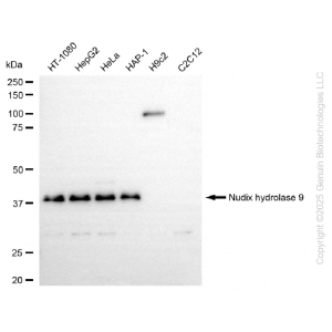 KD-Validated NUDT9 Rabbit mAb (20 μl)