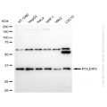 KD-Validated POLDIP2 Rabbit mAb (20 μl)