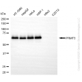 KD-Validated PRMT3 Rabbit mAb (20 μl)
