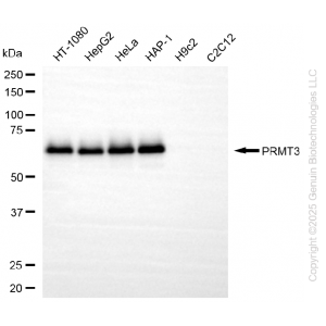 KD-Validated PRMT3 Rabbit mAb (20 μl)