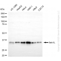 KD-Validated SEH1L Rabbit mAb (20 μl)