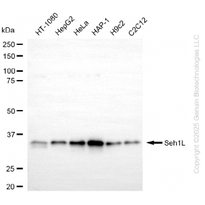 KD-Validated SEH1L Rabbit mAb (20 μl)