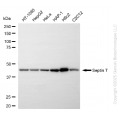 KD-Validated SEPTIN7 Rabbit mAb (20 μl)
