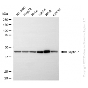 KD-Validated SEPTIN7 Rabbit mAb (20 μl)