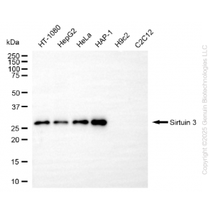 KD-Validated SIRT3 Rabbit mAb (20 μl)