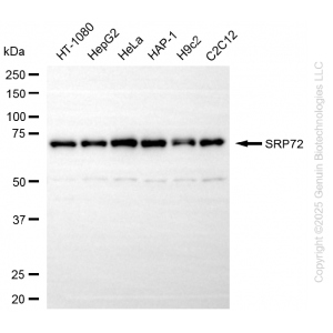 KD-Validated SRP72 Rabbit mAb (20 μl)
