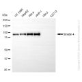 KD-Validated STRN4 Rabbit mAb (20 μl)