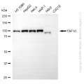 KD-Validated TAF1C Rabbit mAb (20 μl)