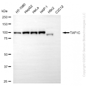 KD-Validated TAF1C Rabbit mAb (20 μl)