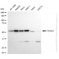 KD-Validated TEAD4 Rabbit mAb (20 μl)