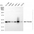 KD-Validated TMEM9B Rabbit mAb (20 μl)