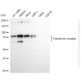 KD-Validated TFRC Rabbit mAb (20 μl)