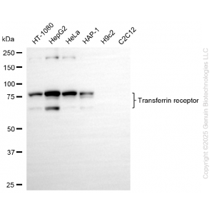 KD-Validated TFRC Rabbit mAb (20 μl)