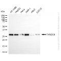 KD-Validated TXNDC9 Rabbit mAb (20 μl)