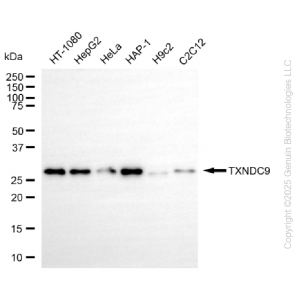 KD-Validated TXNDC9 Rabbit mAb (20 μl)