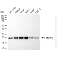 KD-Validated SNRPC Rabbit mAb (20 μl)