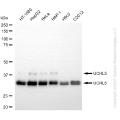 KD-Validated UCHL5 Rabbit mAb (20 μl)