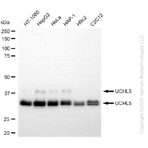 KD-Validated UCHL5 Rabbit mAb (20 μl)