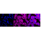 KD-Validated PKC alpha Rabbit mAb (20 μl)
