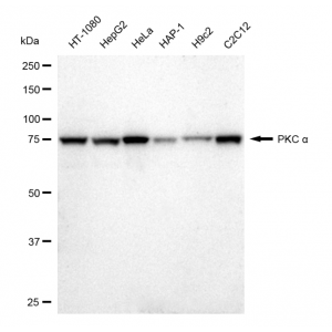 KD-Validated PKC alpha Rabbit mAb (20 μl)
