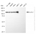 KD-Validated LLGL1 Rabbit mAb (20 μl)