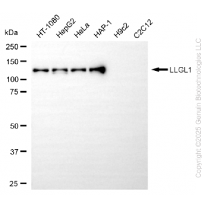 KD-Validated LLGL1 Rabbit mAb (20 μl)