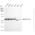 KD-Validated MRPS18B Rabbit mAb (20 μl)